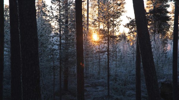 Metsän vieraat Karhunkierroksella